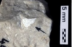 Foto (Detailansicht) von Prosopon sp. (NHMW-GEO-1990-0041-0442)